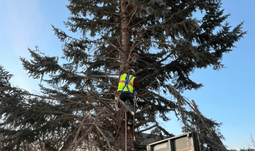Tree Trimming